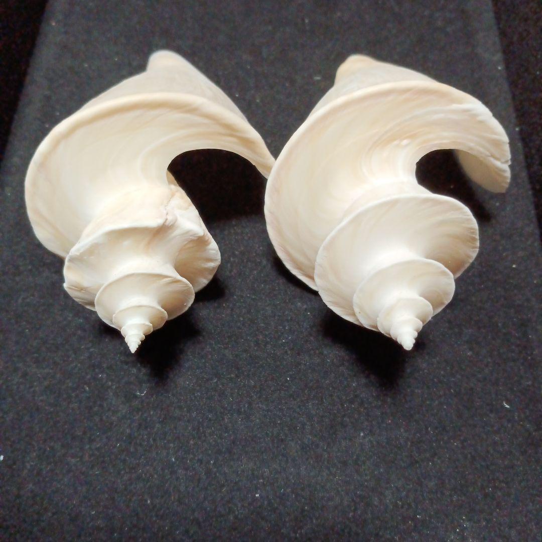 貝殻標本　チマキボラ　③