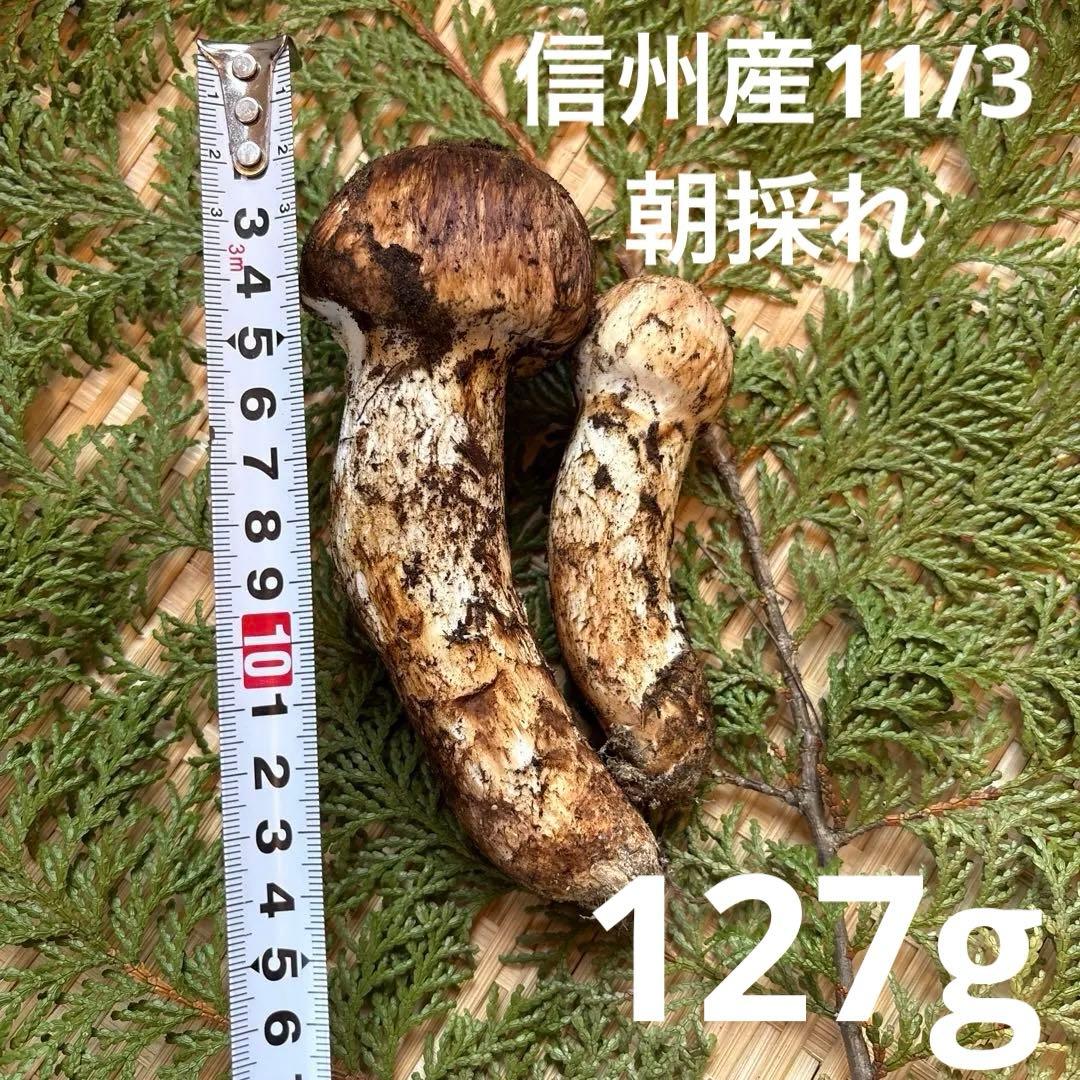 長野県南信州産‼️松茸 大中　2本セット127 g 11/3朝採れ