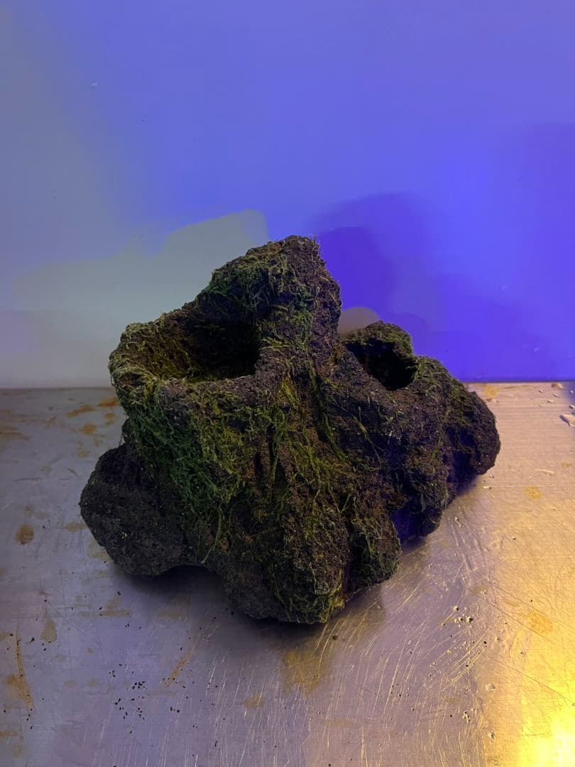 ADA 雲山石XLとLの２個セット