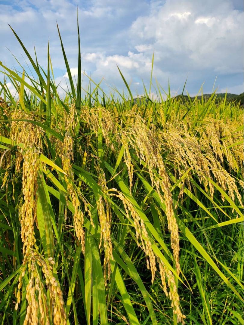 兵庫県産コシヒカリ 白米 10kg コウノトリ米 お米10キロ