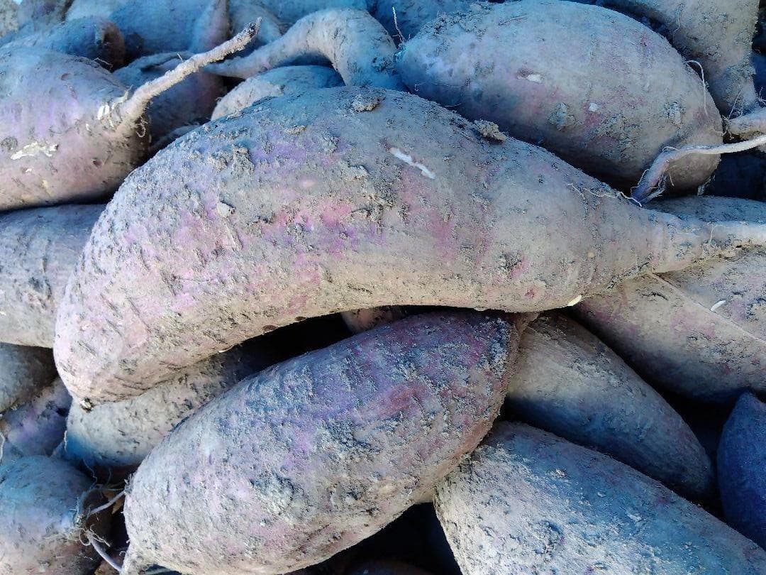 江子サツマイモ2種２０ｋｇ＾