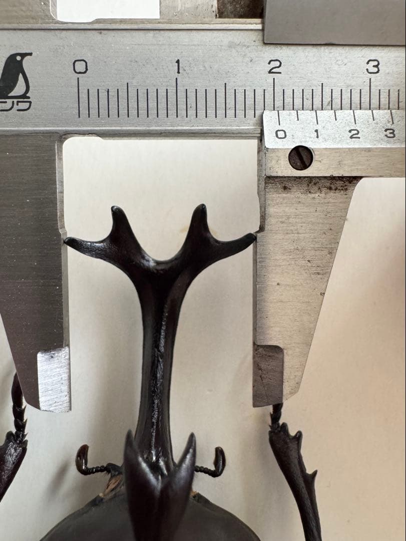 高スペック良型カブトムシ　80.0㎜　標本