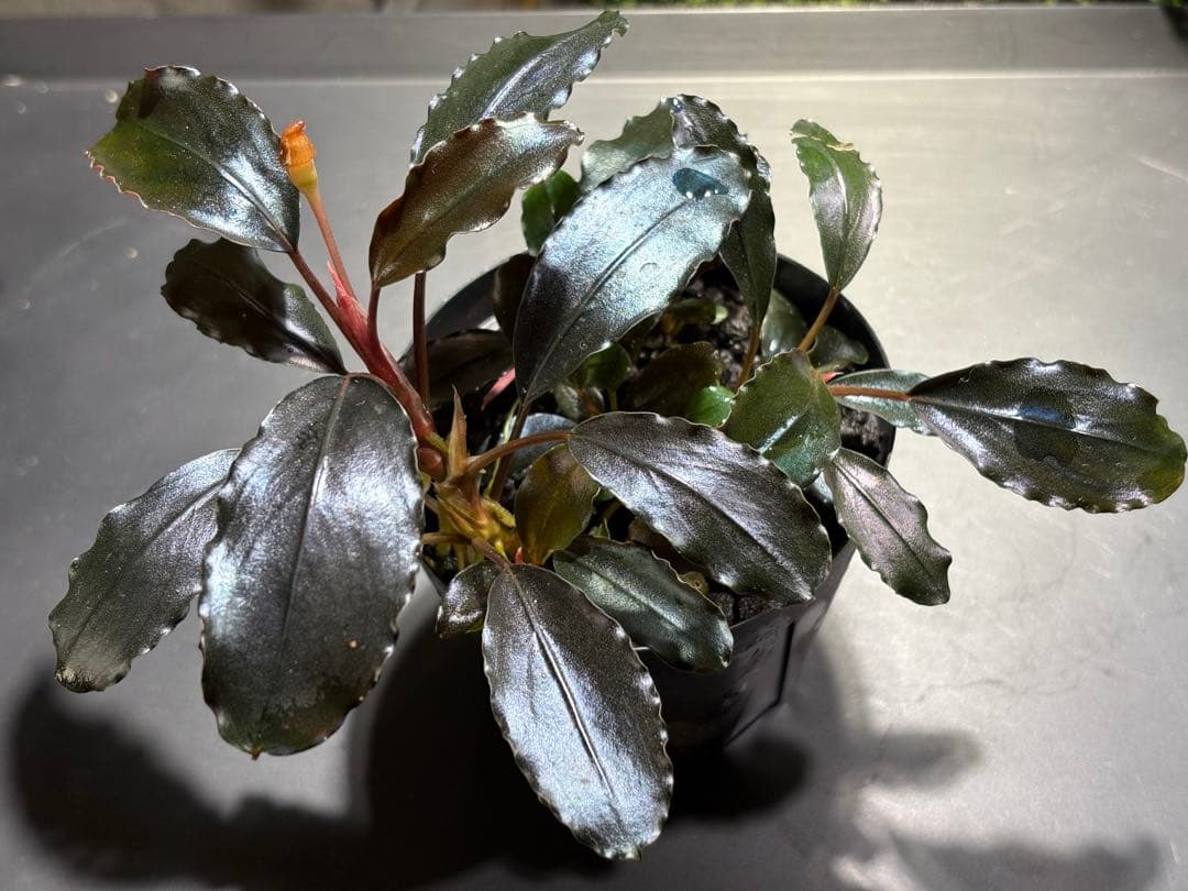 水草 Bucephalandra sp.Galaxy lic Puple