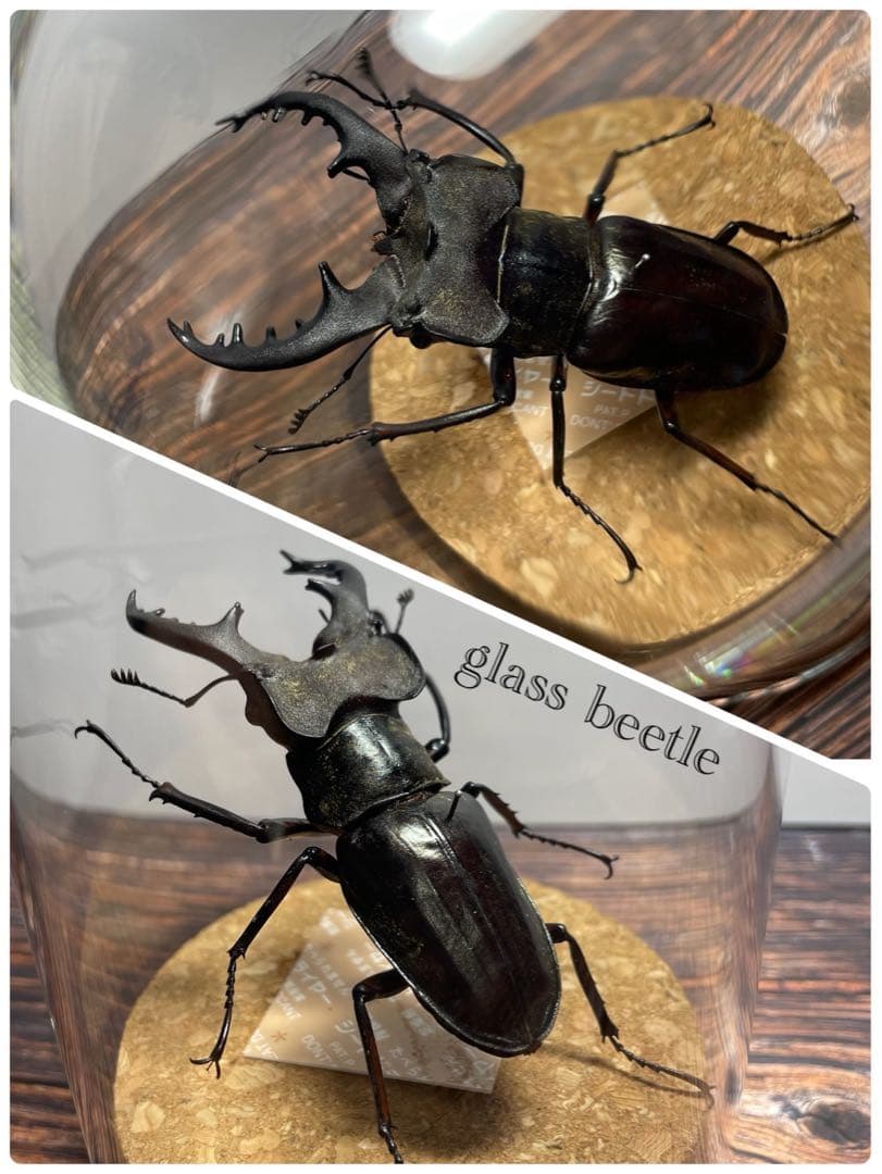 【Glass Beetleミヤマクワガタ標本 GB-003】