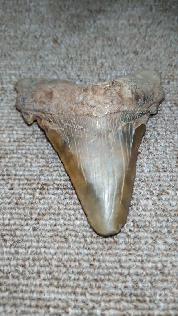 巨大サメ メガトロンサメの歯 化石 約9cm