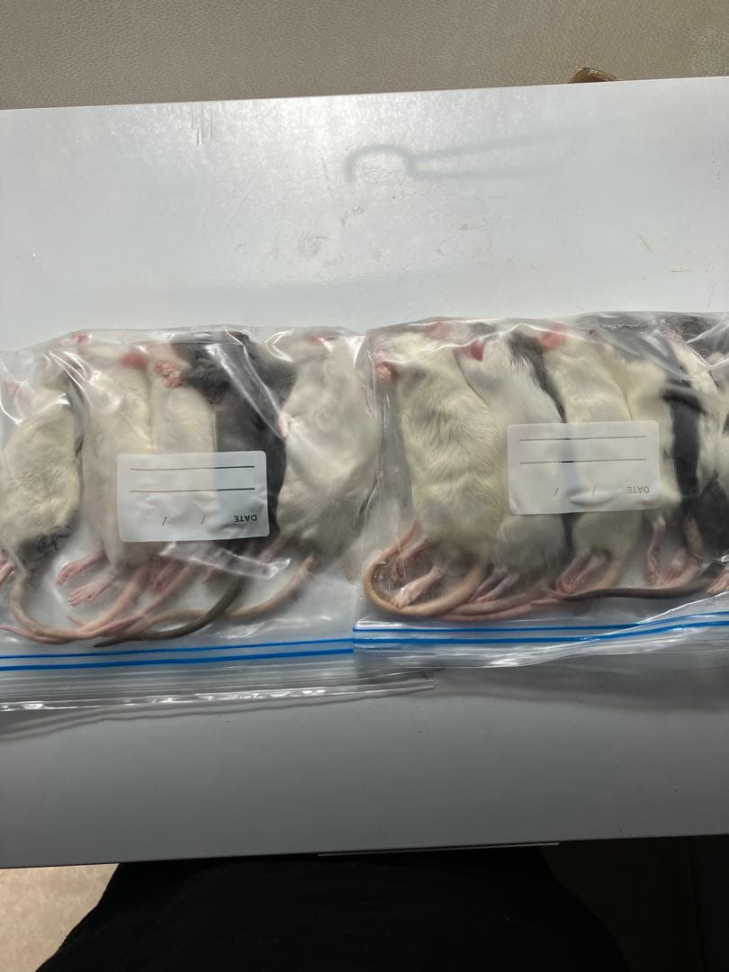 冷凍ラット50g〜60g、30匹セット！