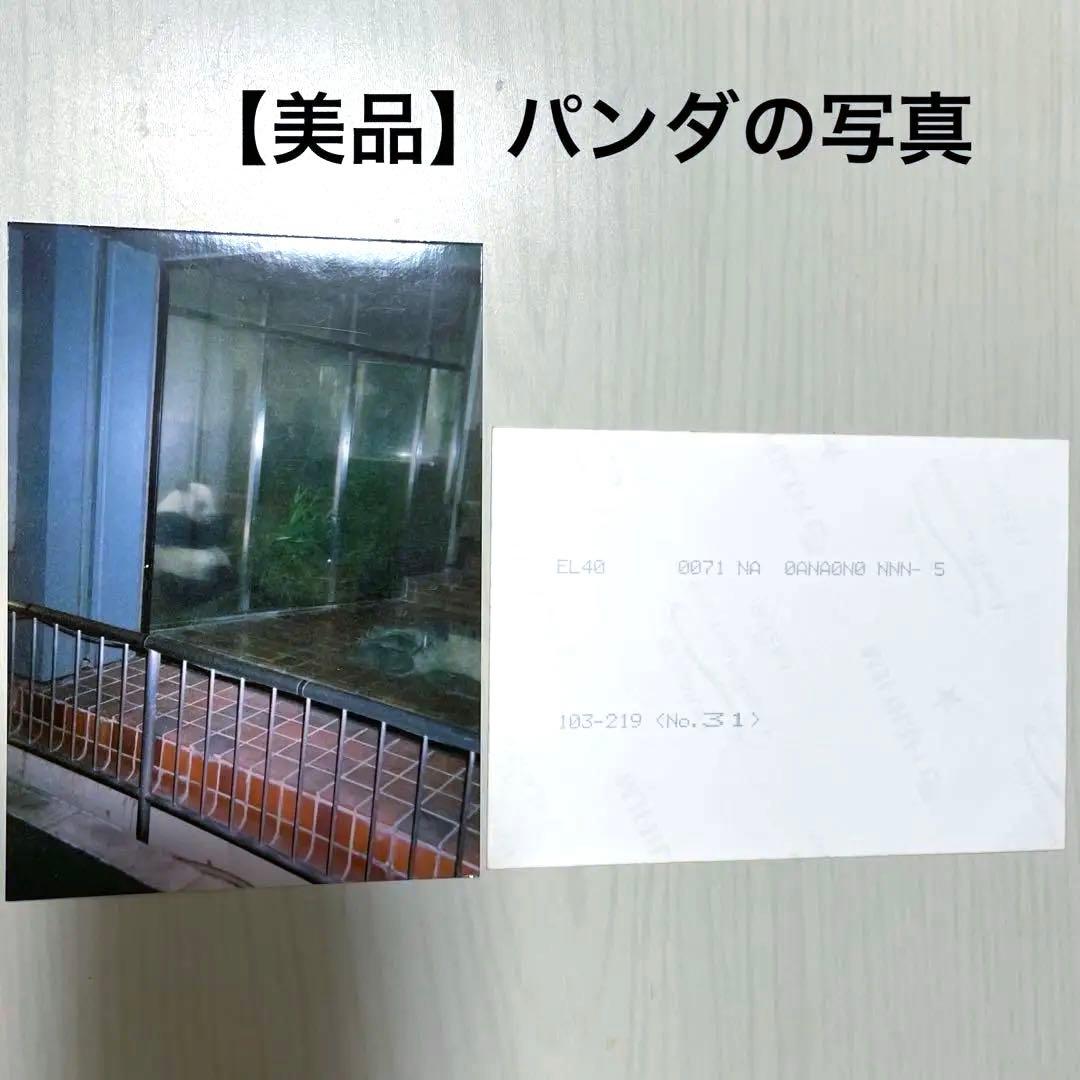 【レア☆美品】パンダ 写真 上野公園 2002~2005年頃