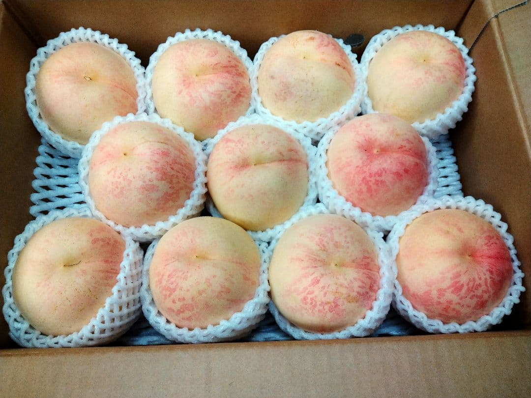 硬い桃(CX／シーエックス)11玉 ふくしま未来