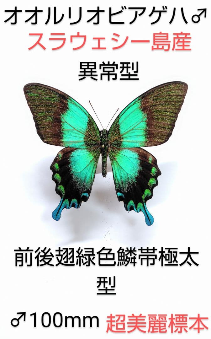 最終価格‼️オオルリオビアゲハ♂ 標本★異常型★ 100mm普通個体と印象違美麗