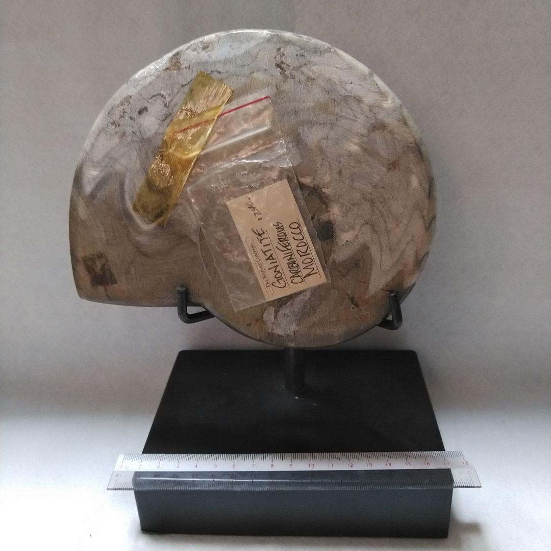 アンモナイト　ゴニアタイト　飾台付き