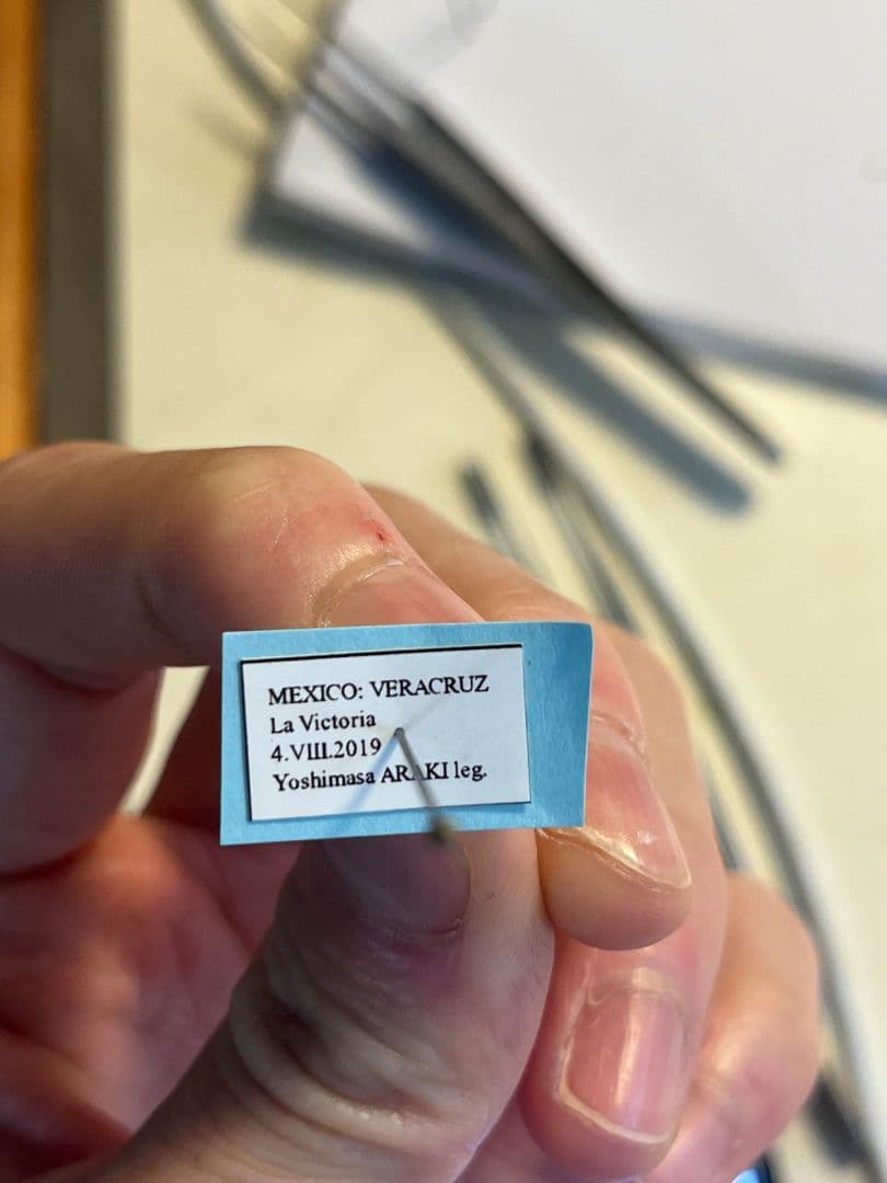 【希少産地】オオアゴヘビトンボ 奇蟲 タランチュラ ムカデ 標本 昆虫標本蜻蛉