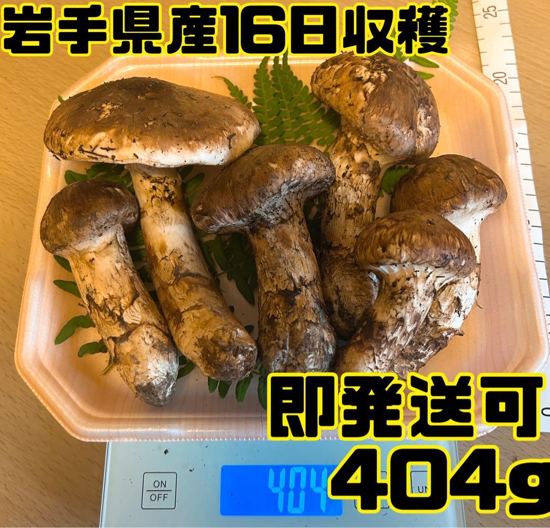 岩手県産松茸16日収穫404g