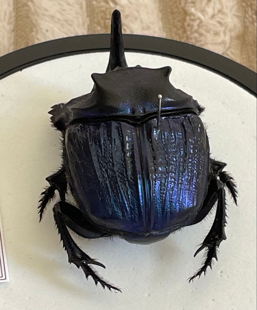 標本　ランシフェールニジダイコクコガネ　44㎜