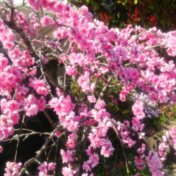 アンクルスミス