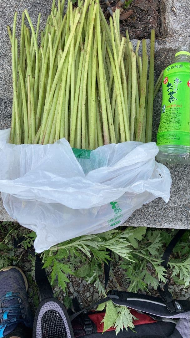 ふき（自然）1Ｋｇ13900円