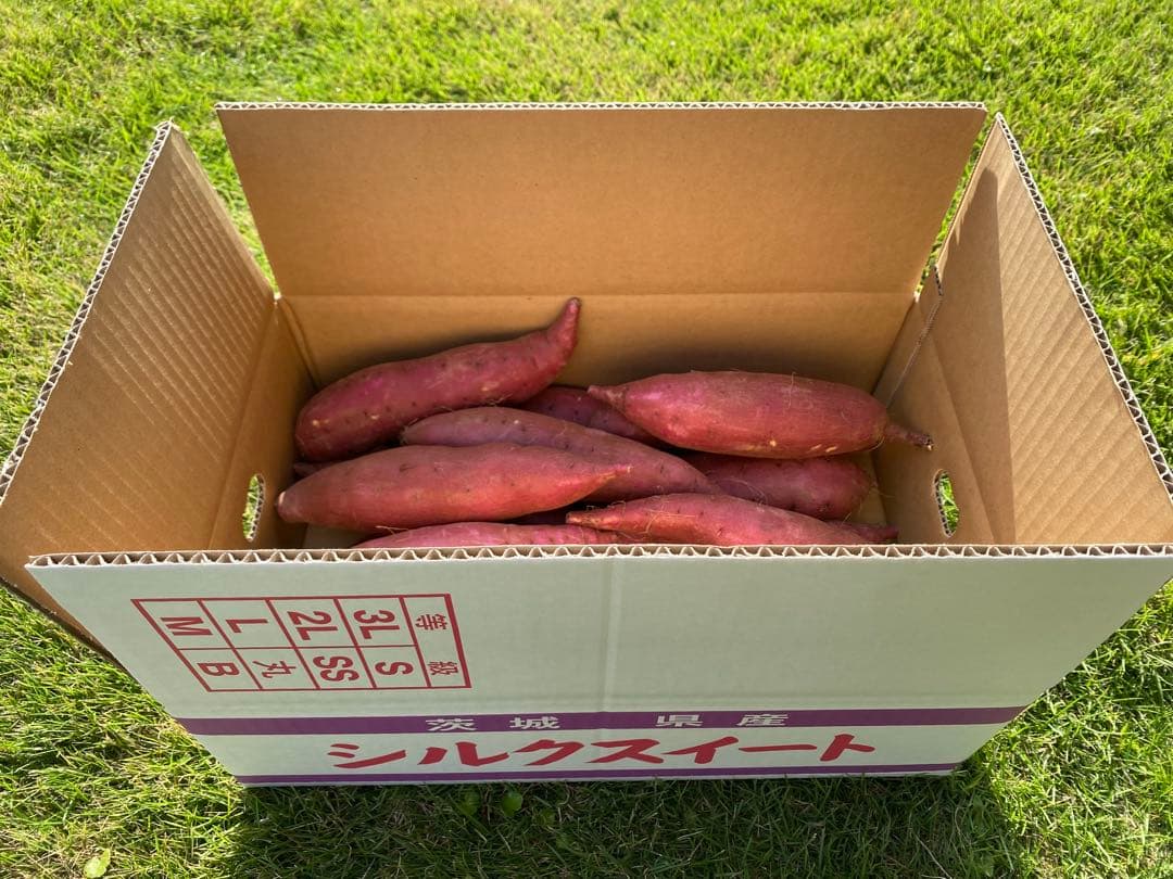 茨城県産シルクスイートM20キロ　Maumau品