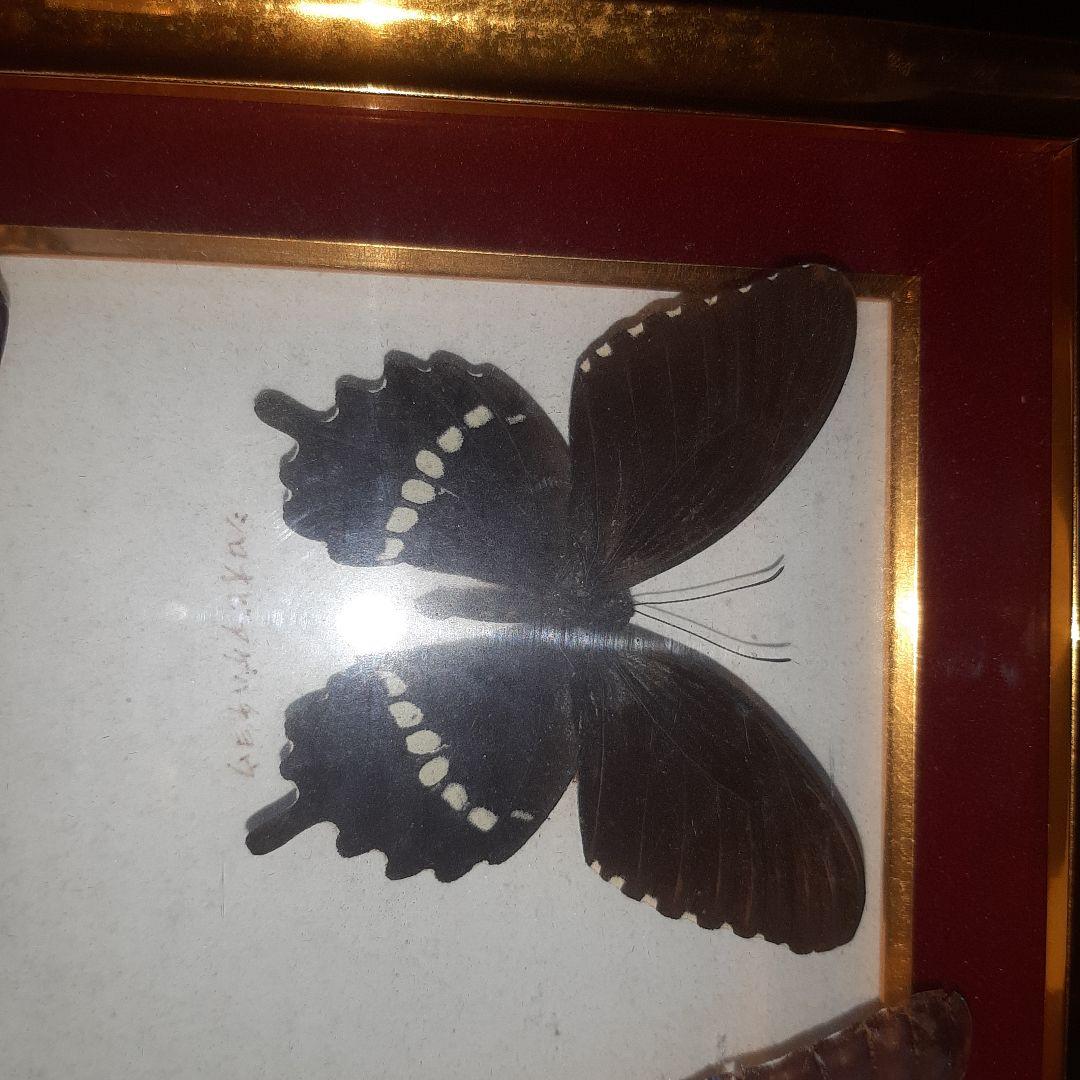 美しい蝶の標本 5種セット