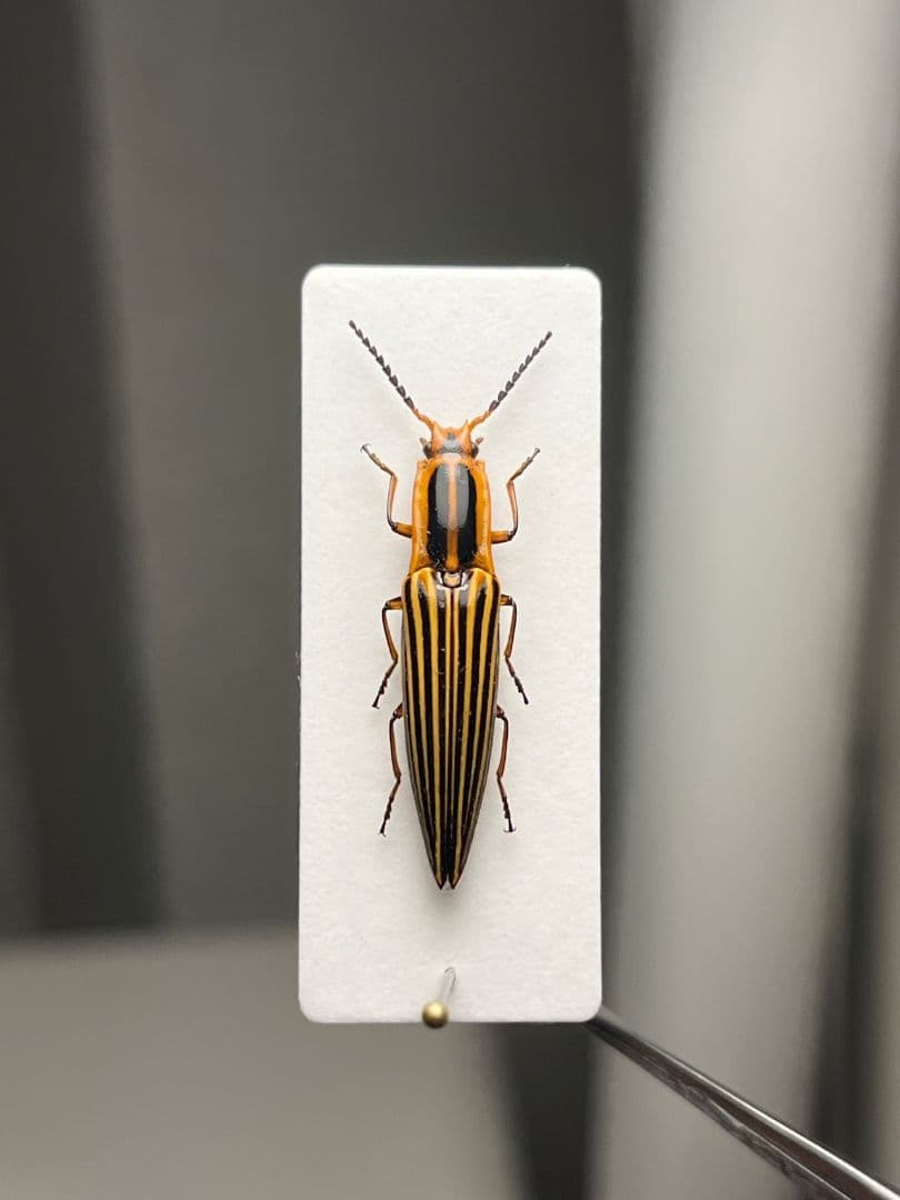 【22mm】フェラーリコメツキムシ に酷似 アングラトゥスミカドコメツキムシ標本