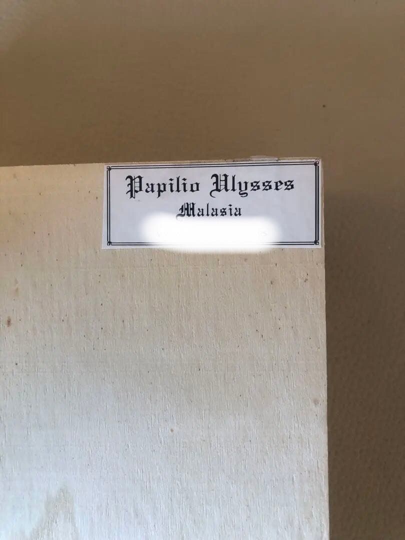 【魔術品】幸運の青い蝶 ユリシス標本 スペイン現役魔女作製 金運愛情運アップ