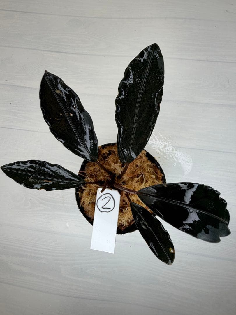 n*a様 ⭐︎ブセファランドラ モトレィアーナ黒青絶品個体②パダワン　根伏せから