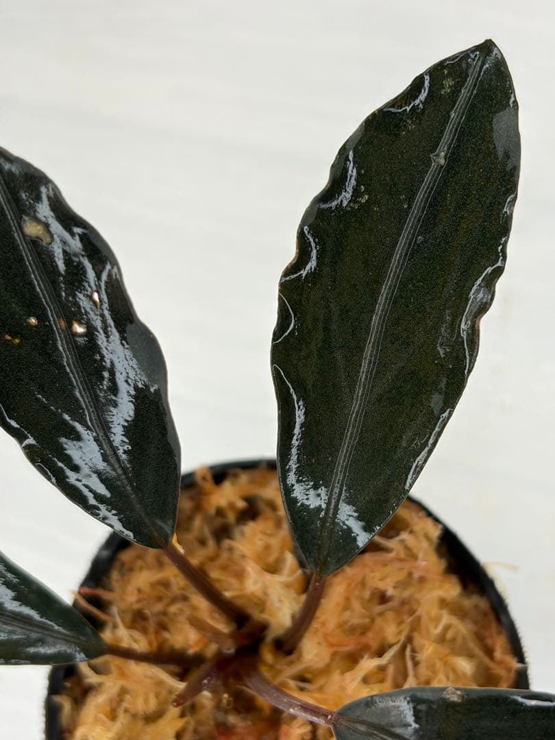 n*a様 ⭐︎ブセファランドラ モトレィアーナ黒青絶品個体②パダワン　根伏せから