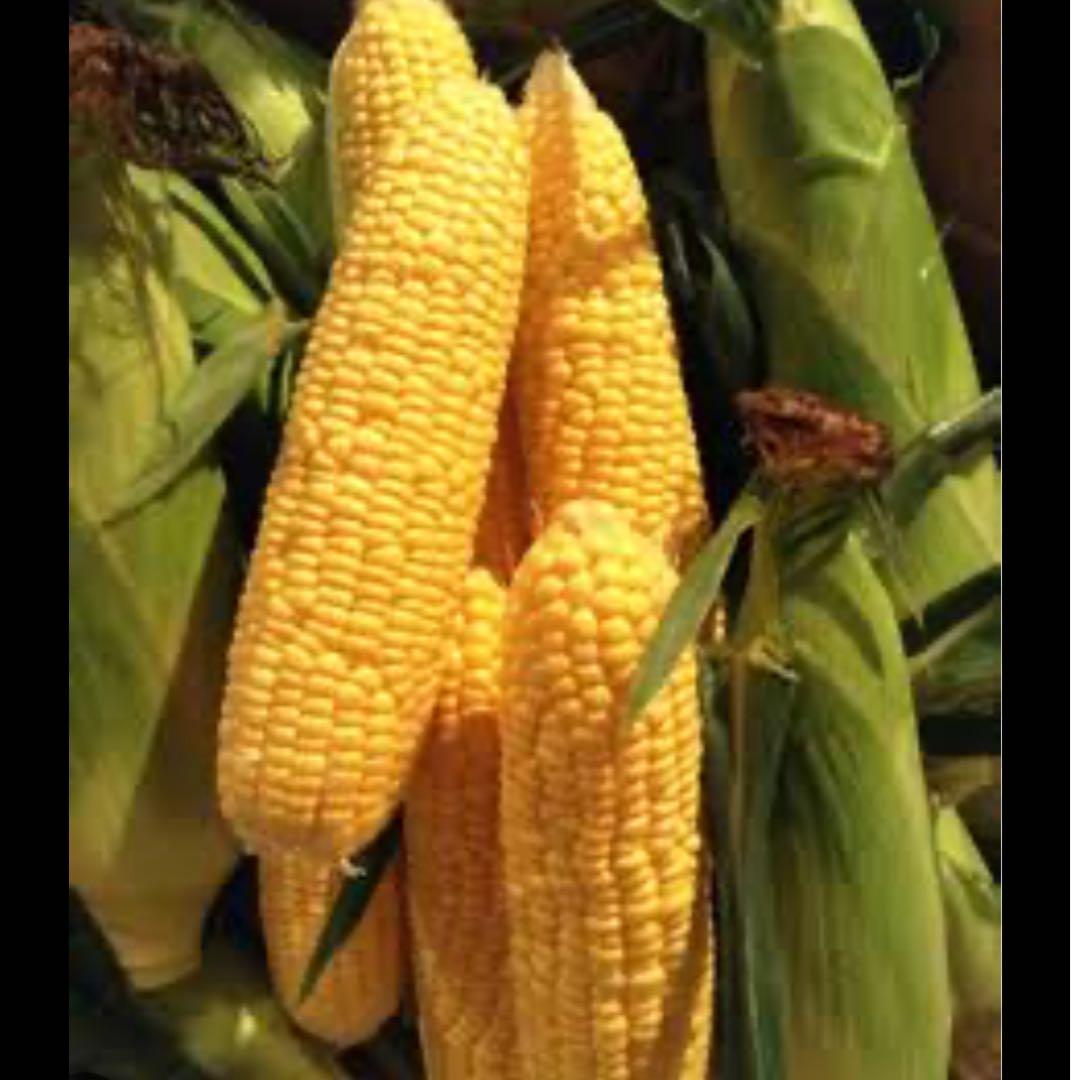 青森県産とうもろこし真空パック（獄きみ）30本入1箱