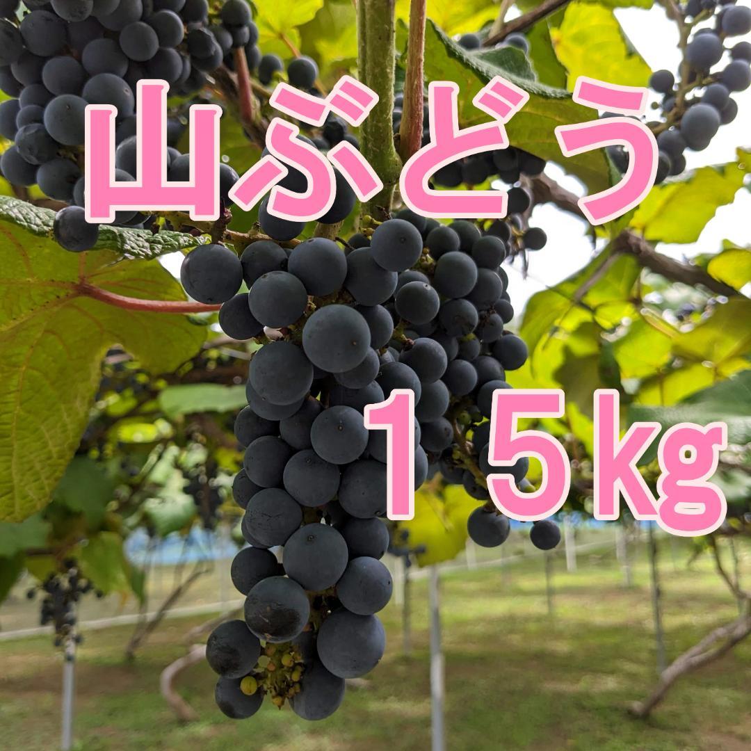 【農家直送】山形県月山山麓 山ぶどう １５kg ①