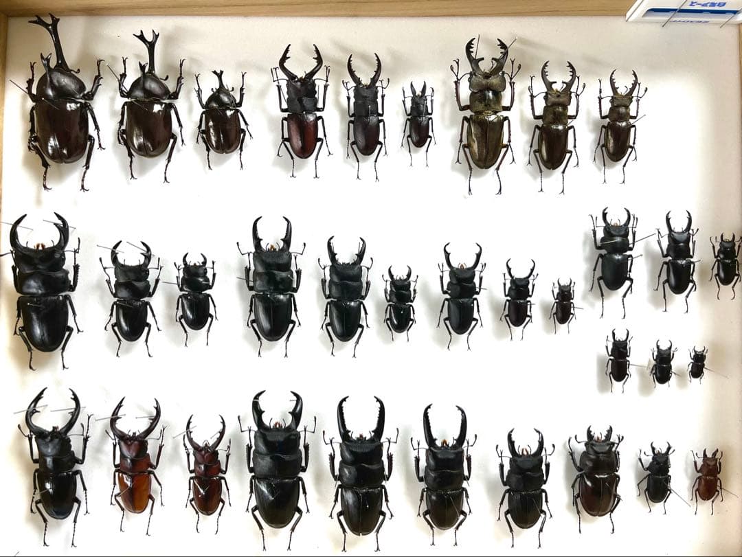 国産カブト・クワガタ　標本　34匹セット