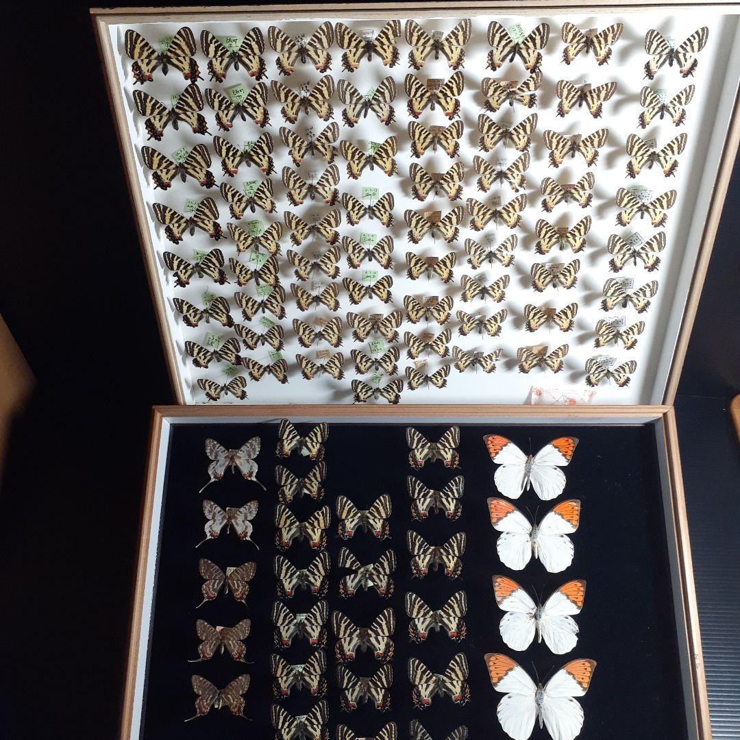 蝶標本　ギフチョウ、ヒメギフチョウ等４種100頭、大型ドイツ標本箱二箱入りセット
