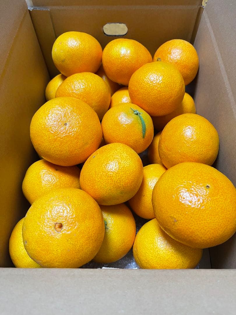 紅マドンナ(5kg x2箱)・ご家庭用