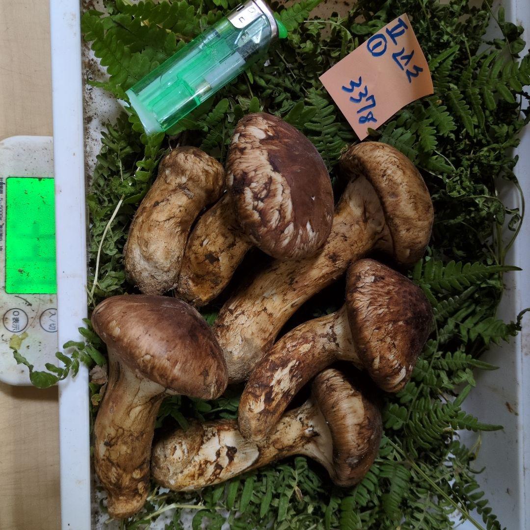 いよいよ最終間近　和歌山松茸　新鮮朝市　込み込み　337㌘