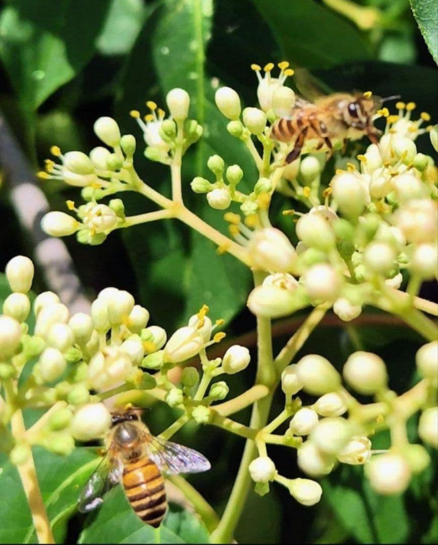 日本蜜蜂 生蜂蜜 ミツバチ 純粋 ニホンみつばち 非加熱 #6 宮城県産