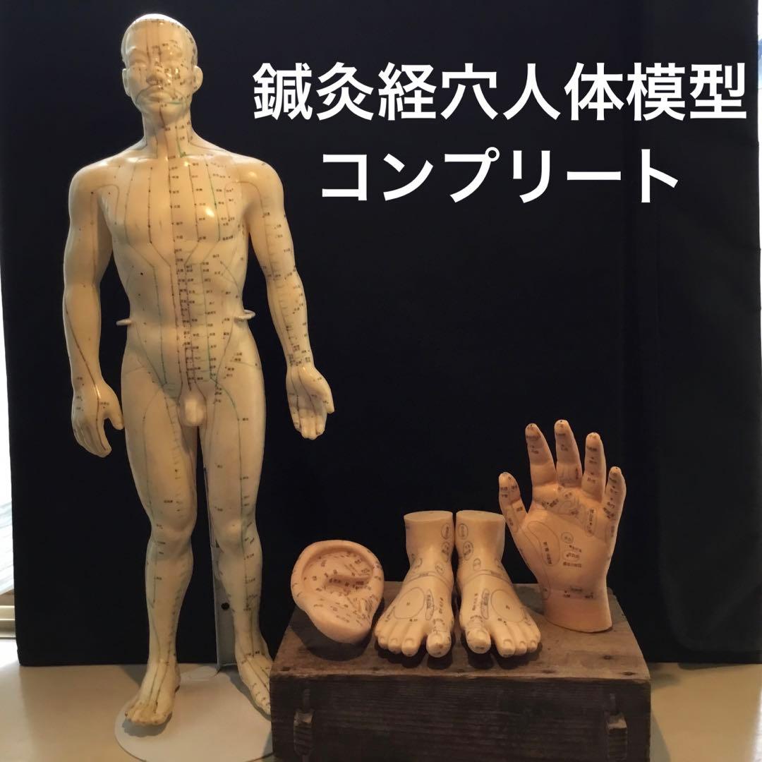 鍼灸経穴人体模型　コンプリート　中国鍼灸男性人体模型　耳　足　手