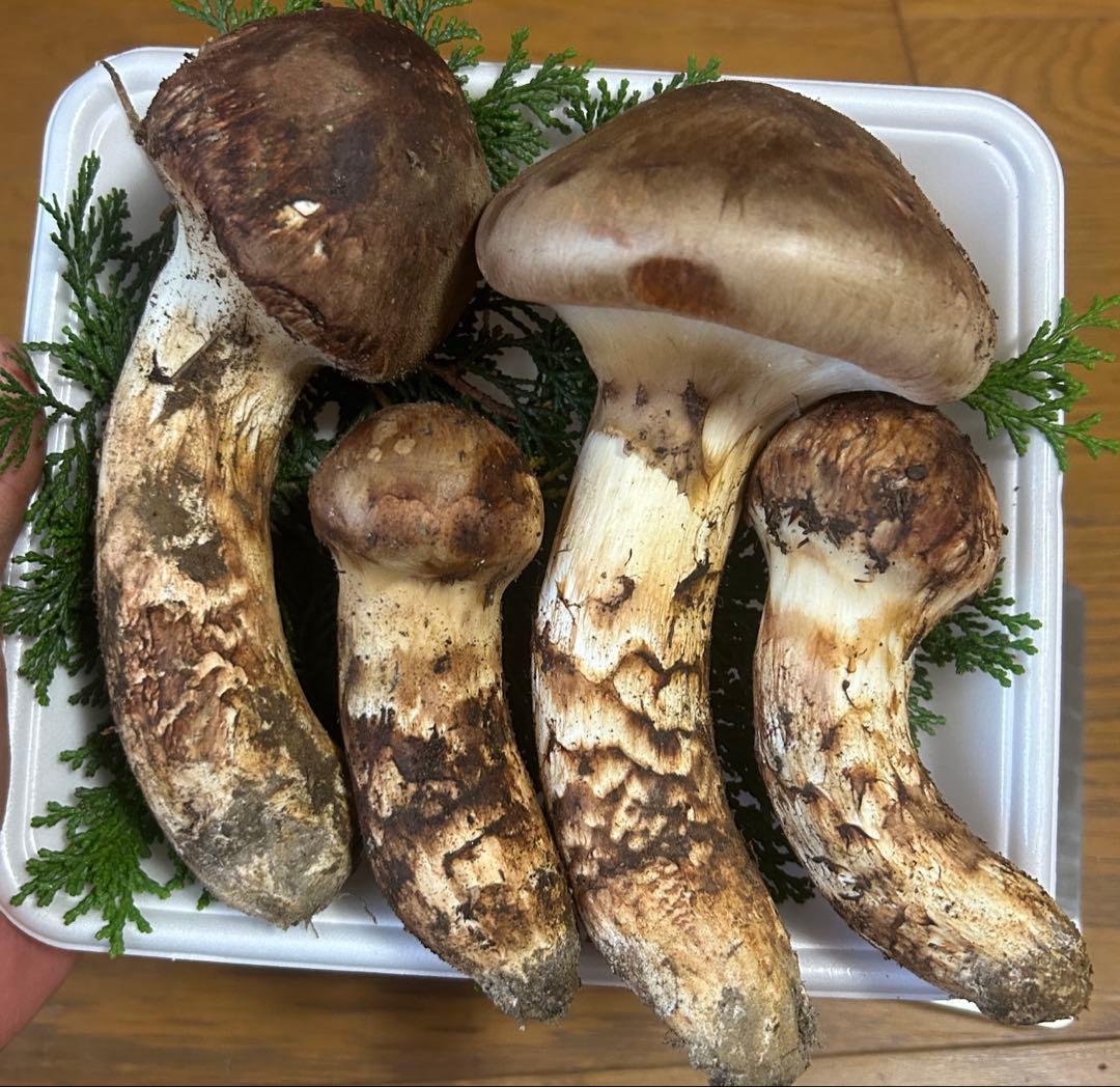 松茸 国産 信州産 長野県産