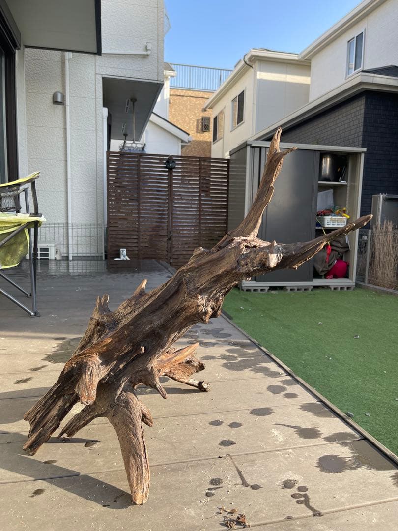 特大流木 クワガタ流木80cm、インテリア装飾用、アクアリウムは処理お願いします