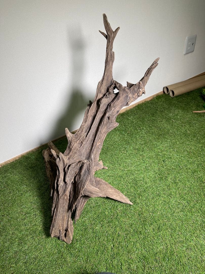 特大流木 クワガタ流木80cm、インテリア装飾用、アクアリウムは処理お願いします