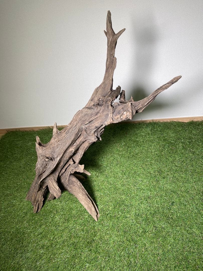 特大流木 クワガタ流木80cm、インテリア装飾用、アクアリウムは処理お願いします