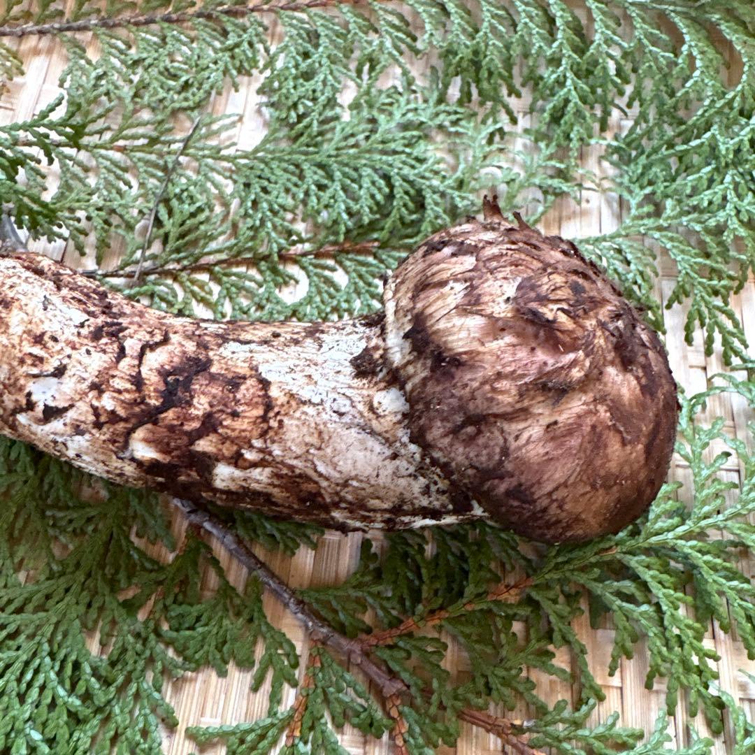 長野県南信州産‼️極上松茸 大　1本123g 10/28朝採れ