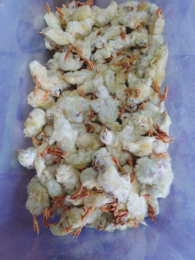 送料無料　冷凍ヒヨコ300羽