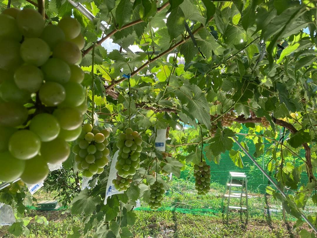 山梨限定サンシャインレッド、富士の輝き、シャインマスカット、3色セットおまけ付き