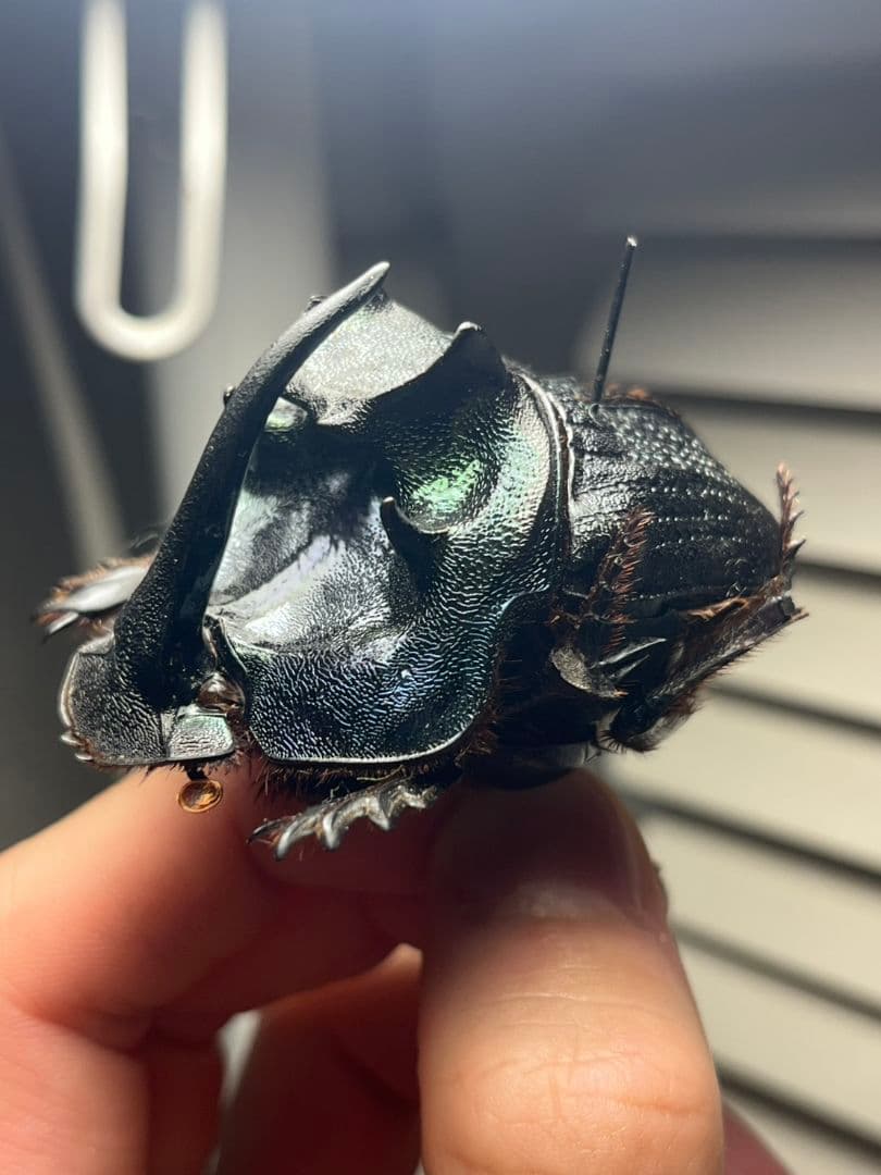 【54mm♂】エンシフェールオオニジダイコクコガネ エンシフェル昆虫標本糞虫甲虫