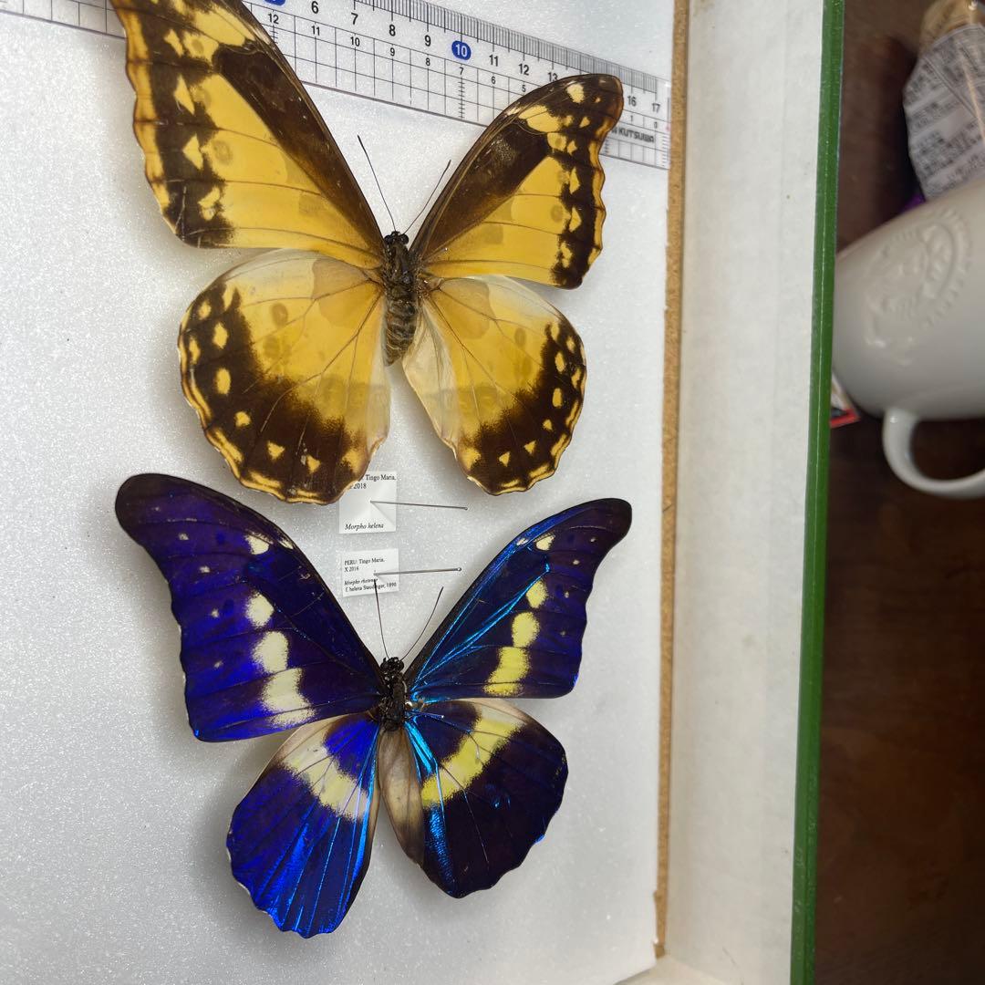 ヘレナモルフォ　雌雄