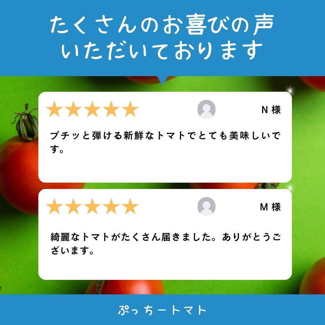 ミニトマト　9キロ　野菜　熊本　おやつ　弁当　おかず　ミネラル　リコピン