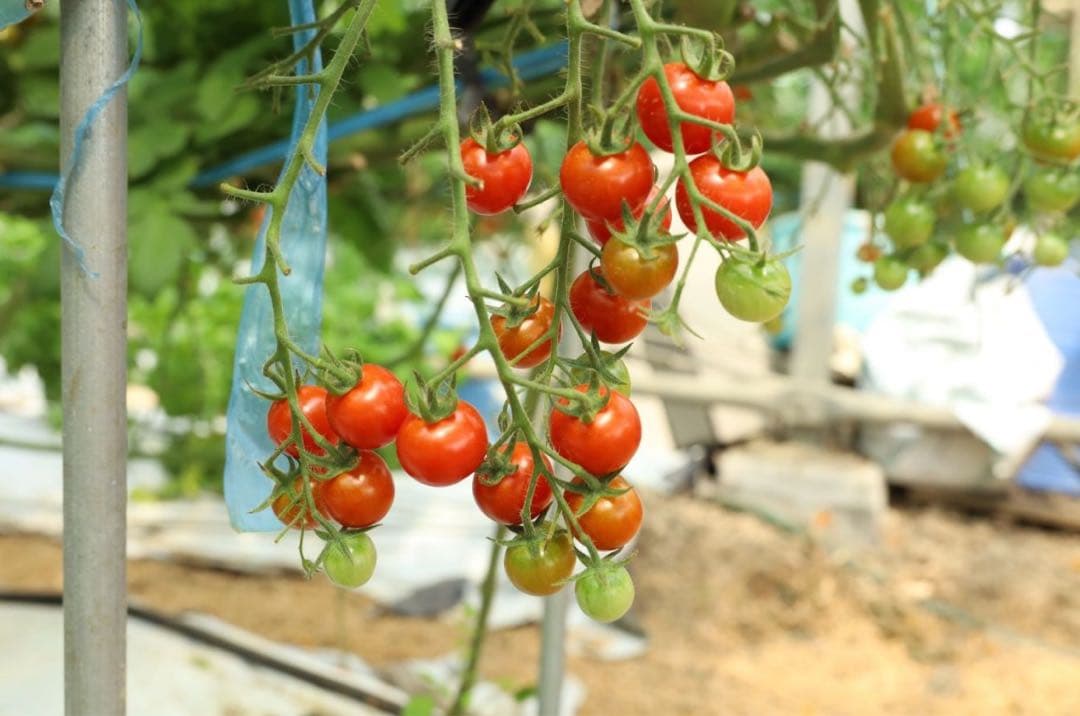 ミニトマト　9キロ　野菜　熊本　おやつ　弁当　おかず　ミネラル　リコピン