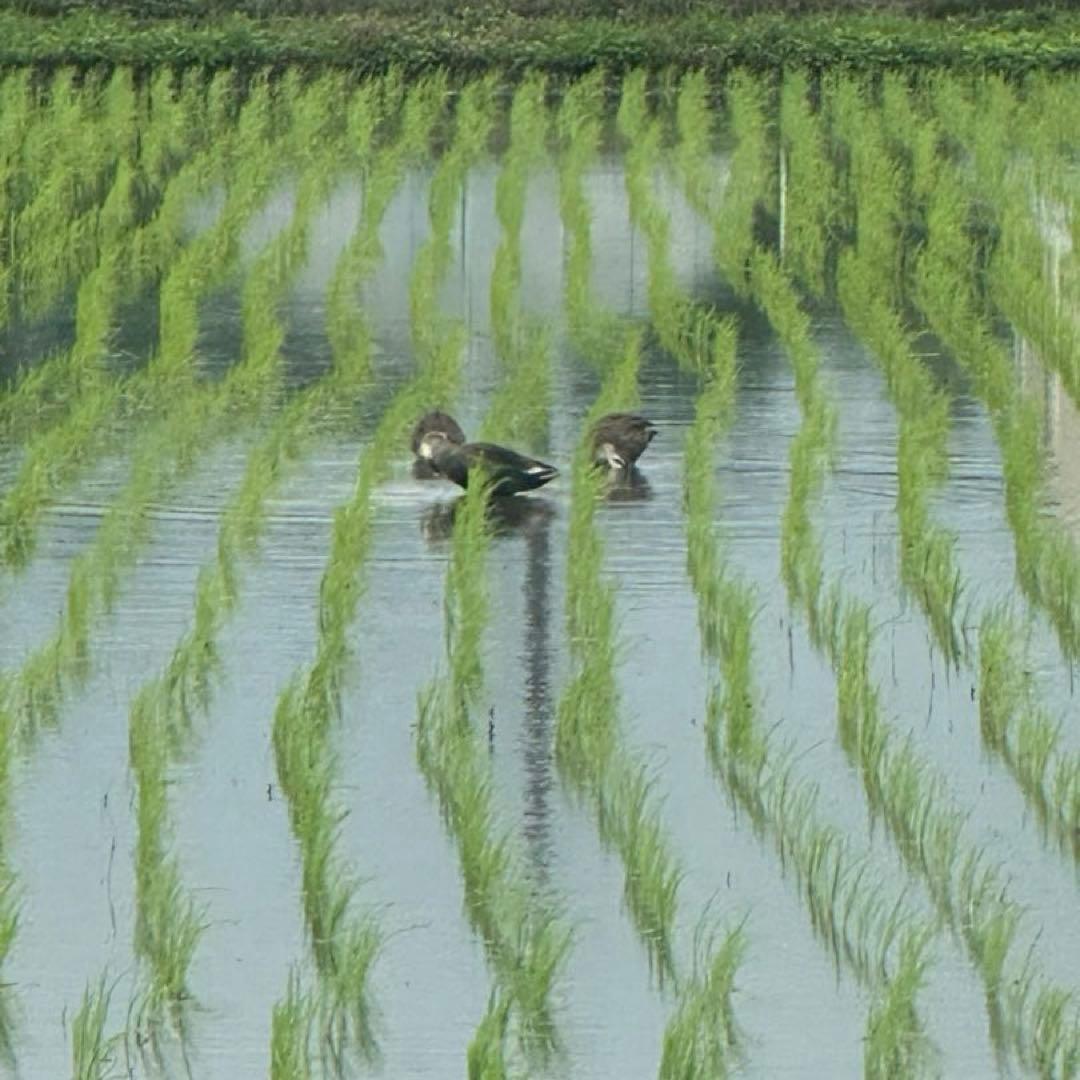 【農家直送】令和7年産 栃木県産コシヒカリ 精米10kg(10キロ)