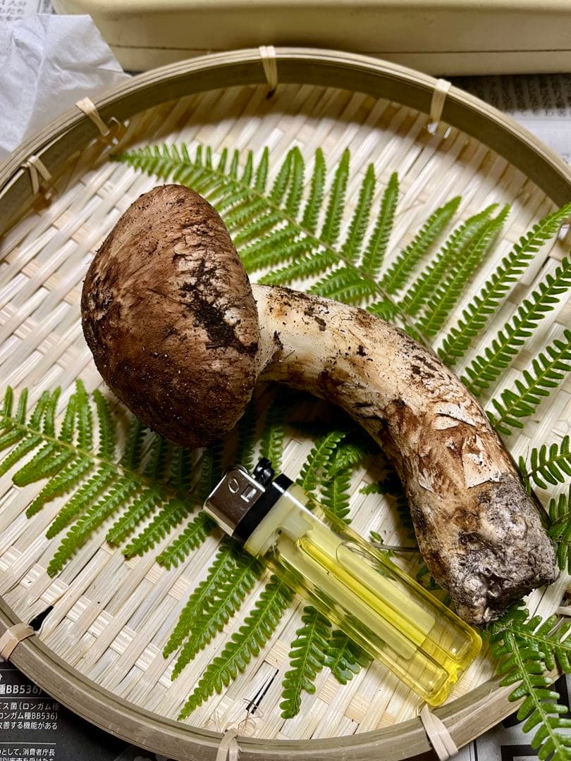 【大阪泉州産】天然松茸 良品☆1本100g国産