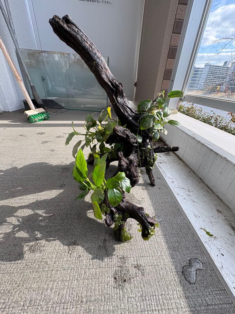 オザヤン⭐︎水槽用流木とアヌビアス　観葉植物のセット