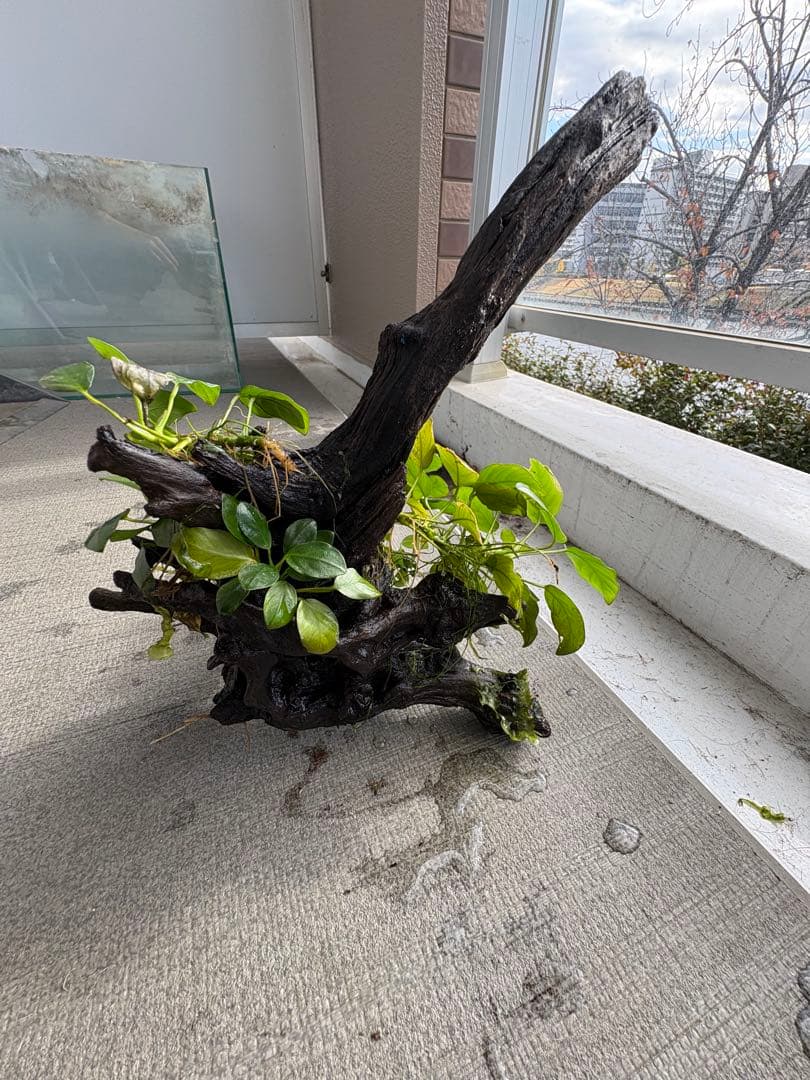 オザヤン⭐︎水槽用流木とアヌビアス　観葉植物のセット