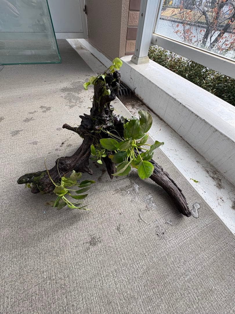 オザヤン⭐︎水槽用流木とアヌビアス　観葉植物のセット