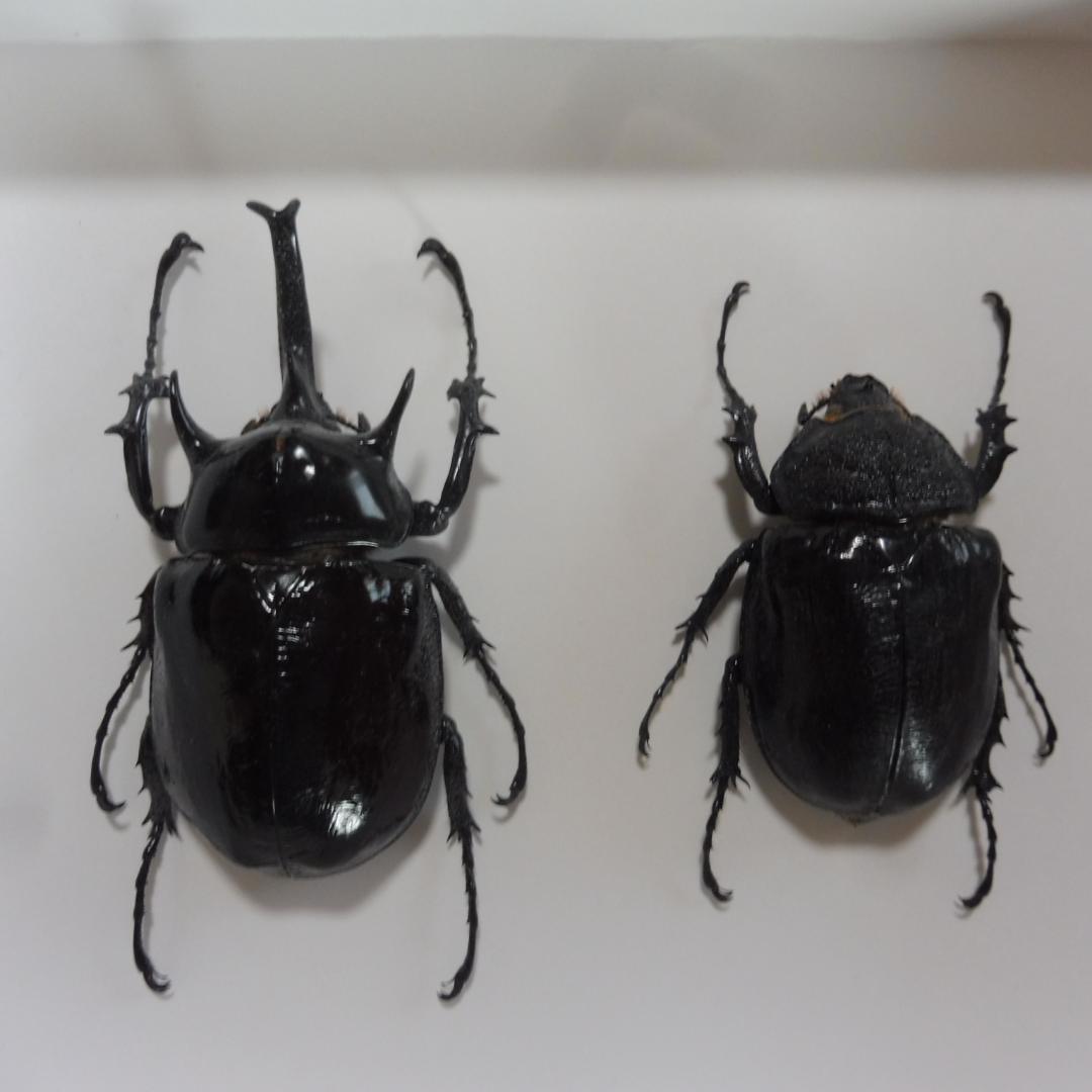 マルスゾウカブトの雌雄標本　額入り